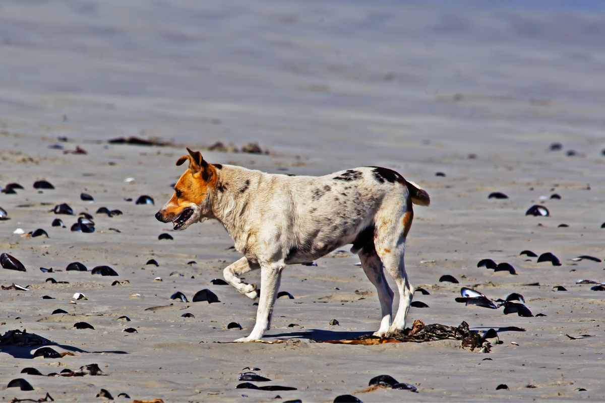 cane che zoppica