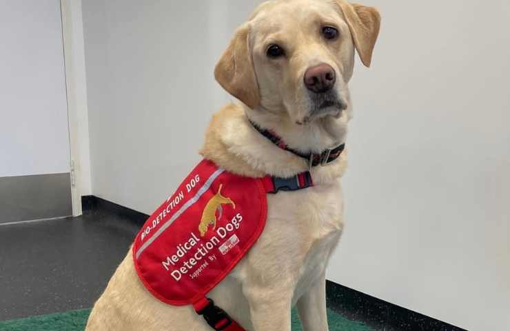 cane del medicaldetectiondogs