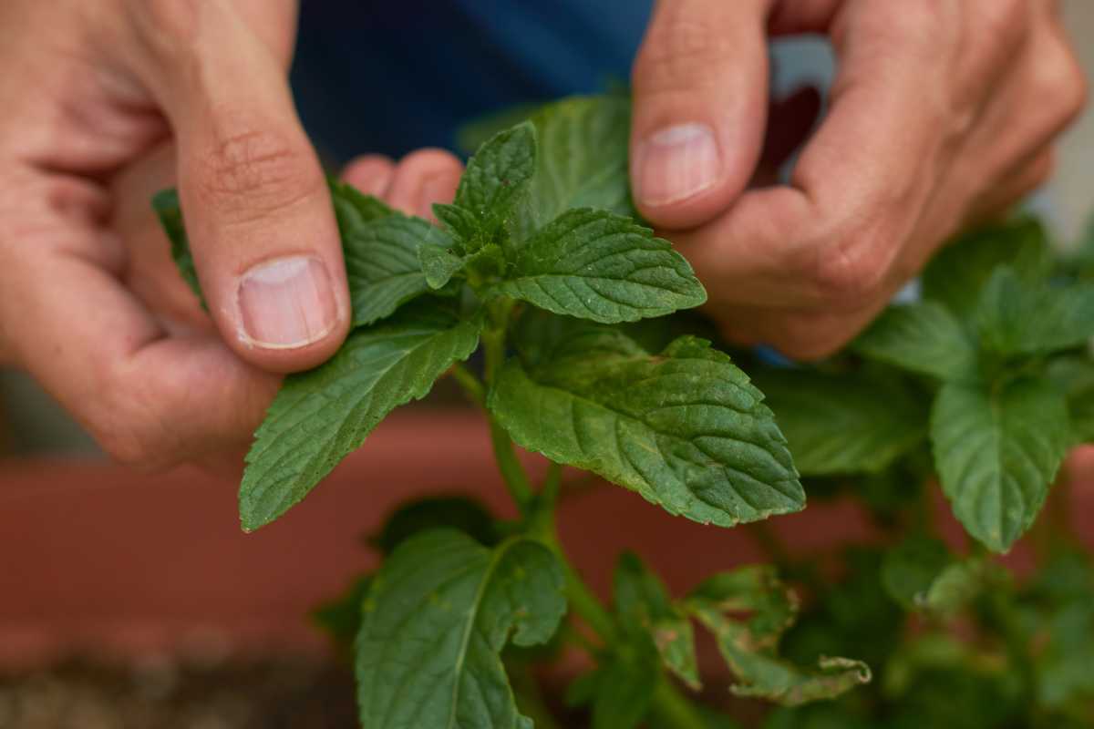 coltivare il basilico