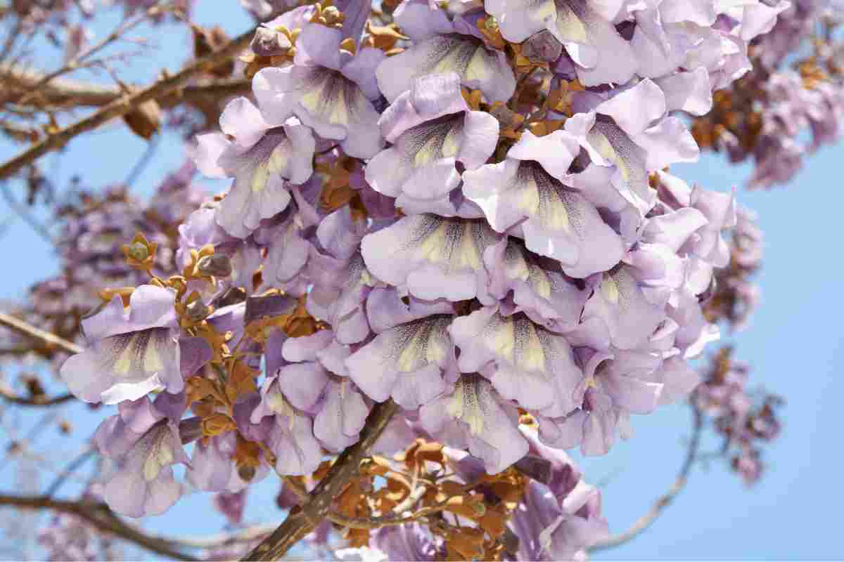 Paulownia