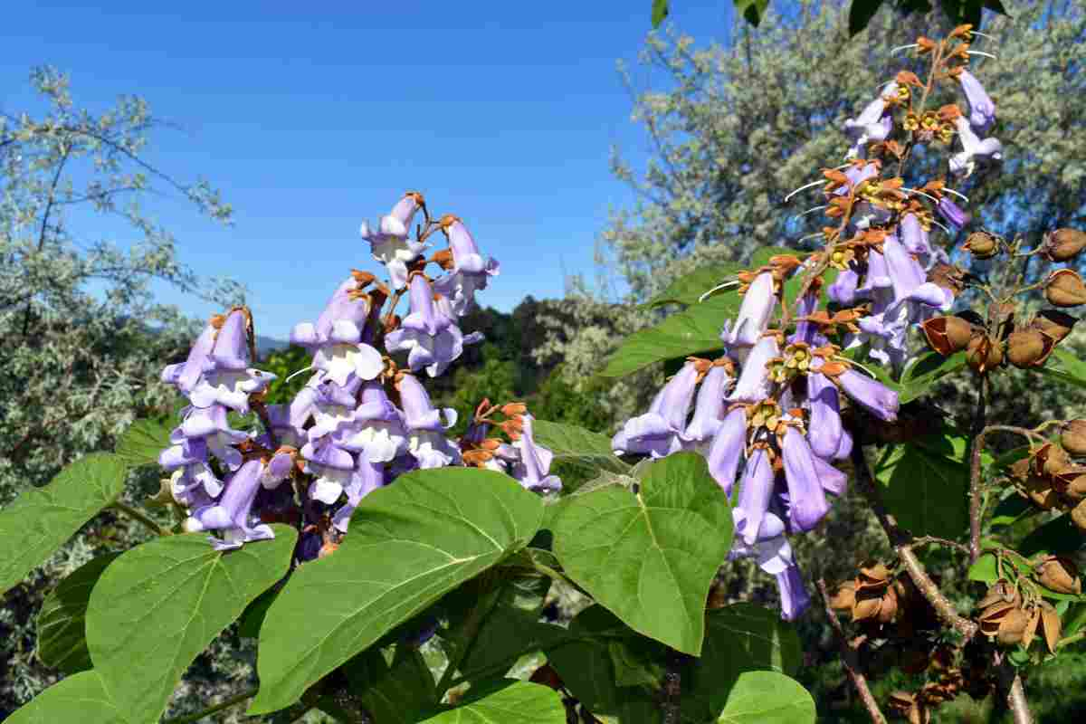 Paulownia